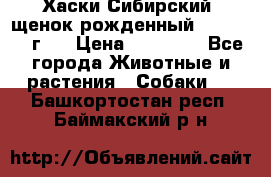 Хаски Сибирский (щенок рожденный 20.03.2017г.) › Цена ­ 25 000 - Все города Животные и растения » Собаки   . Башкортостан респ.,Баймакский р-н